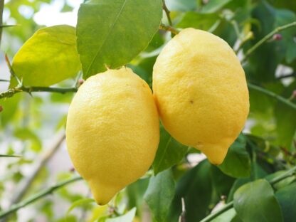 limones biozaki limoiak